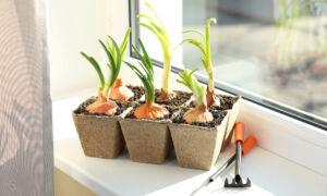 An Indoor Vegetable Gardening Checklist